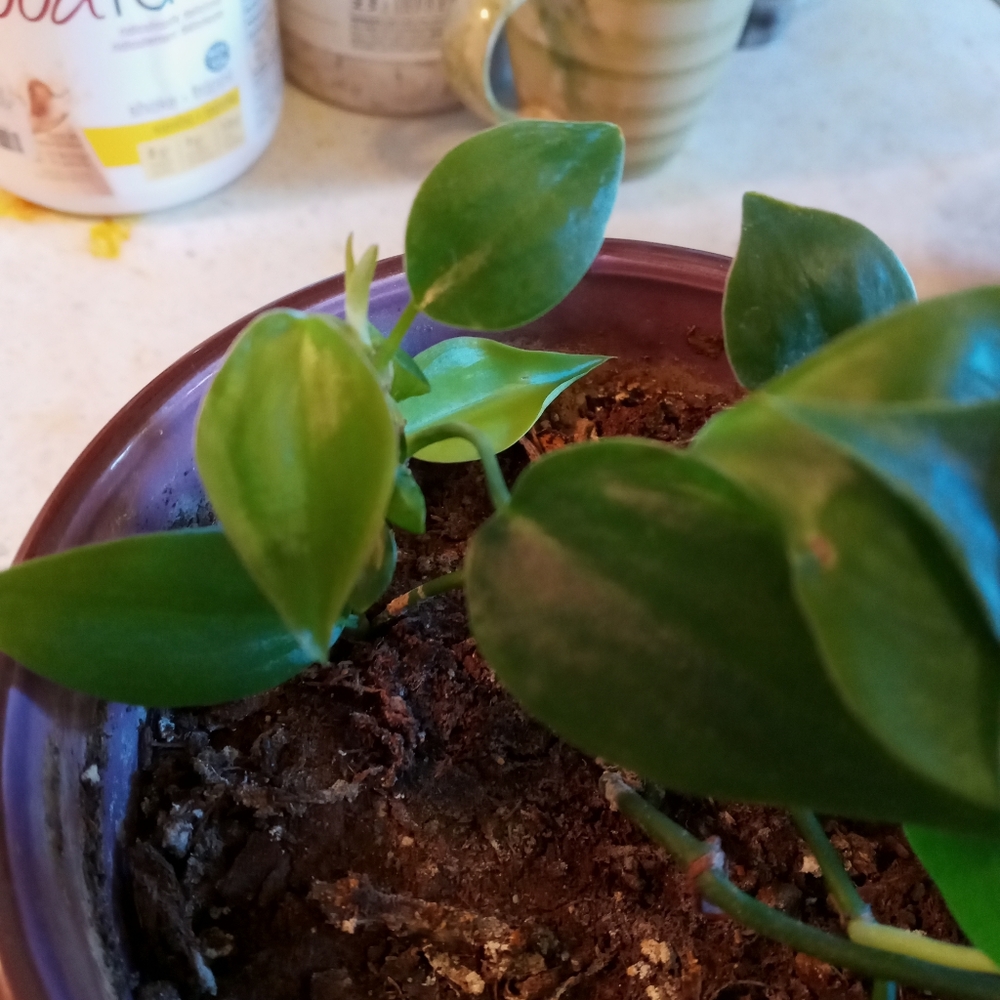 Plant - Picture 4 of 4